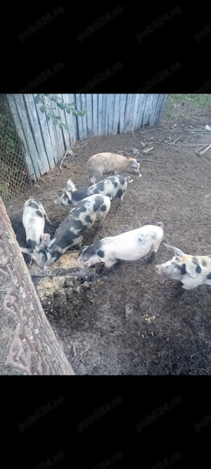 Vând purcei - imagine 4