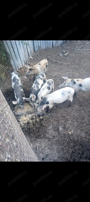 Vând purcei - imagine 3