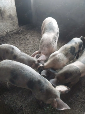 Vand purcei diferite categorii