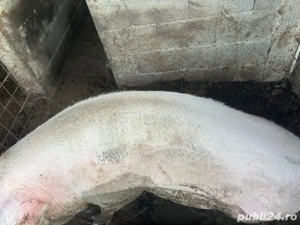 porc si purcei de vanzare 