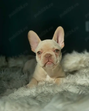 Platinum french bulldog transport gratuit 