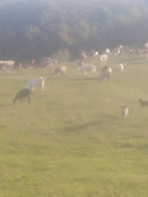 Vând capre tinere selectate  - imagine 4 Vând capre tinere selectate  - imagine 4