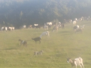 Vând capre tinere selectate  - imagine 2 Vând capre tinere selectate  - imagine 2