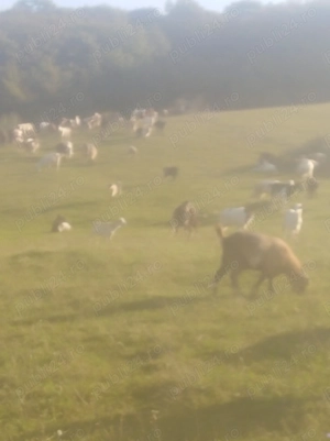 Vând capre tinere selectate  - imagine 3 Vând capre tinere selectate  - imagine 3