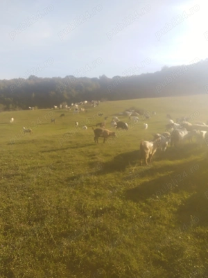 Vând capre tinere selectate  - imagine 5 Vând capre tinere selectate  - imagine 5