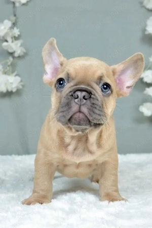 Bulldog francez blue fawn transport gratuit 