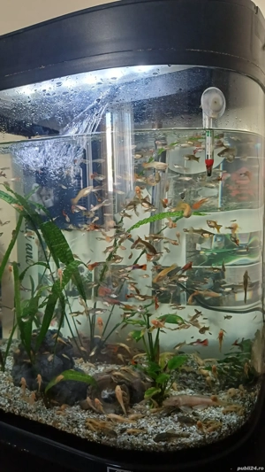 vand acvariu complet echipat 