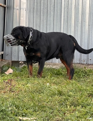 Mascul Rottweiler caută parteneră  - imagine 2 Mascul Rottweiler caută parteneră  - imagine 2