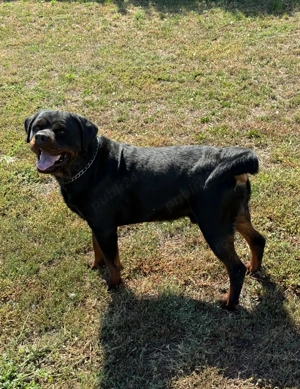 Mascul Rottweiler caută parteneră  - imagine 3 Mascul Rottweiler caută parteneră  - imagine 3