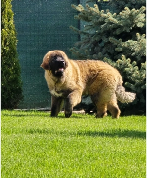 Ciobănesc Caucazian de talie gigant uriașă linie Rusească! Părinți cu Pedigree! Siguranță umană!