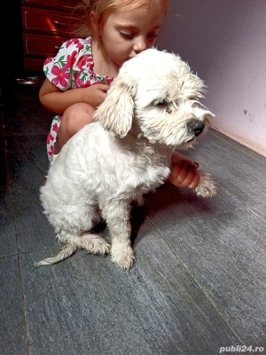 bichon maltez mascul  - imagine 2