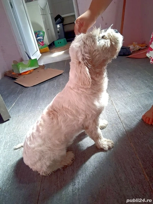 bichon maltez mascul  - imagine 3