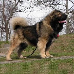 Ciobănesc Caucazian linie Rusia talie gigant uriașă! Asigur transport  - imagine 5