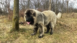 Ciobănesc Caucazian linie Rusia talie gigant uriașă! Asigur transport  - imagine 10