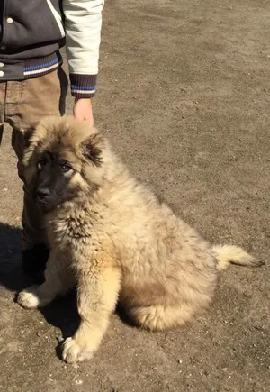 Ciobănesc Caucazian linie Rusia talie gigant uriașă! Asigur transport  - imagine 6