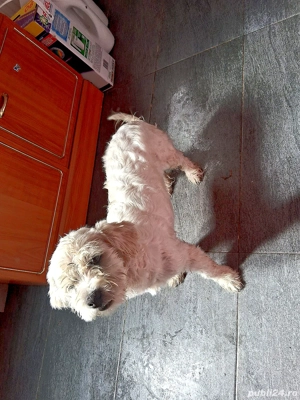 bichon maltez mascul  - imagine 5
