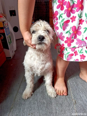 bichon maltez mascul  - imagine 4