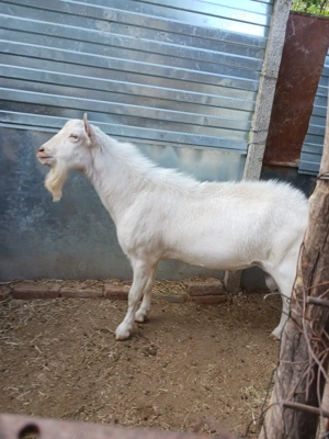 Tap de doi ani saanen, original