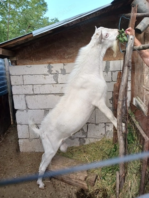 Vand capre saanen foarte bune de lapte