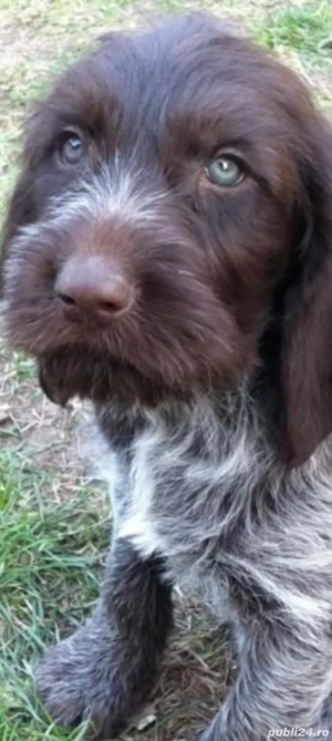 brac german sarmos - imagine 2