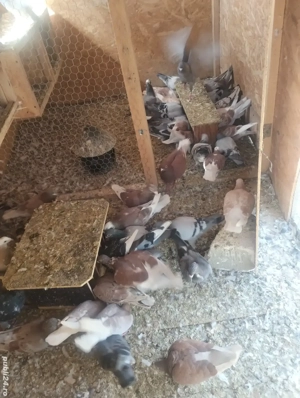 vand porumbei voiajori 