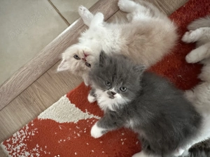 pisici persane doll face - imagine 2