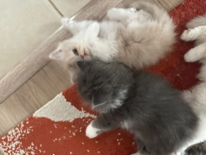 pisici persane doll face - imagine 3