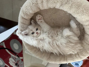 pisici persane doll face - imagine 4