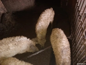 Purceii mangalița  - imagine 3