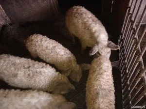 Purceii mangalița  - imagine 2