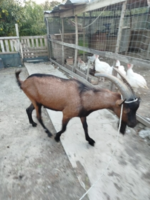 Schimb țap alpin francez - imagine 2