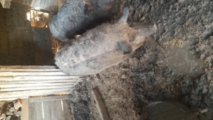 Porc mangalita - imagine 6