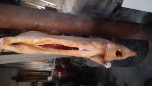 Porc mangalita - imagine 3