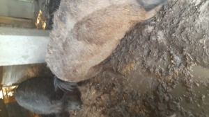 Porc mangalita - imagine 5