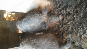 Porc mangalita - imagine 4