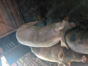 De vanzare porc  - imagine 2