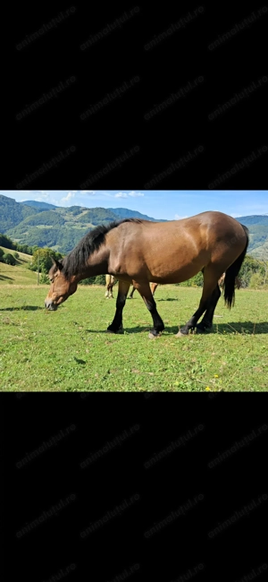 Mânji de vânzare de 2 ani - imagine 3