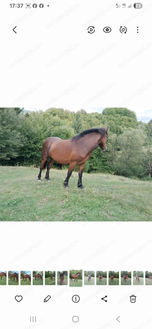 Mânji de vânzare de 2 ani