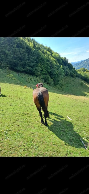 Mânji de vânzare de 2 ani - imagine 2