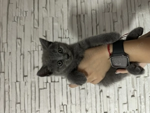 Pui pisică british shorthair și scottish fold - imagine 3