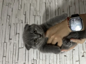 Pui pisică british shorthair și scottish fold - imagine 2