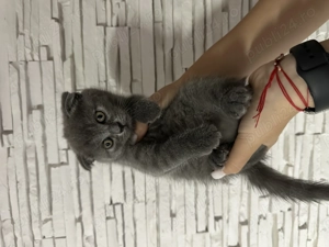 Pui pisică british shorthair și scottish fold - imagine 4