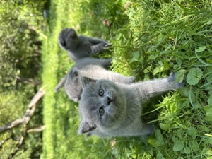 Pui pisică british shorthair și scottish fold - imagine 5