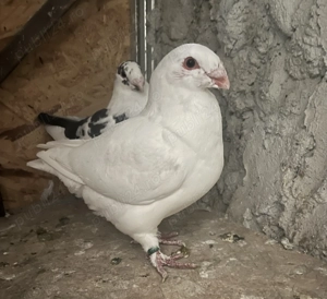 Vând porumbei americani - imagine 2