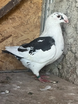 Vând porumbei americani