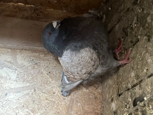 Vând porumbei americani - imagine 3