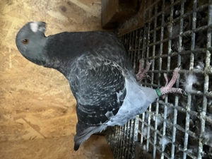 Vând porumbei americani - imagine 4