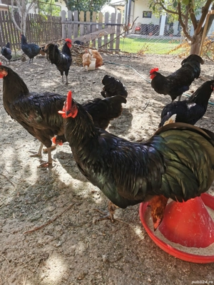 Vând familie australorp negru 