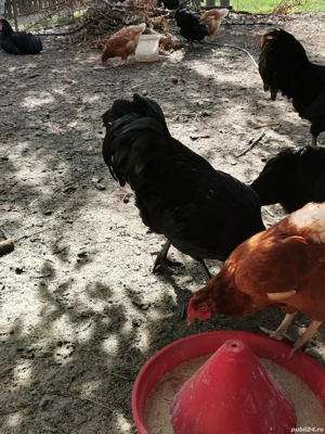 Vând familie australorp negru  - imagine 2 Vând familie australorp negru  - imagine 2