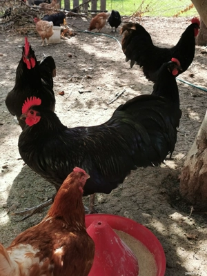 Vând familie australorp negru  - imagine 3 Vând familie australorp negru  - imagine 3